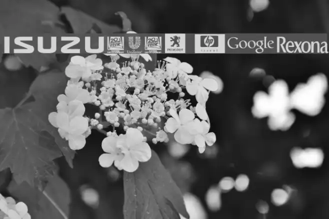 Logos tfb Example 3