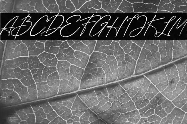 Loisbeauty Font examples