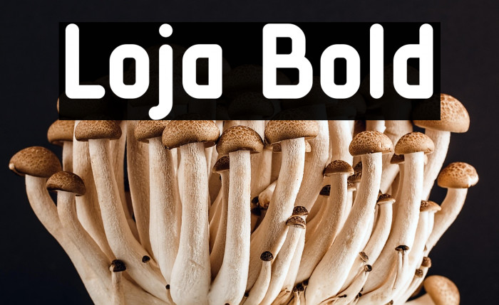 Loja Bold Example 3