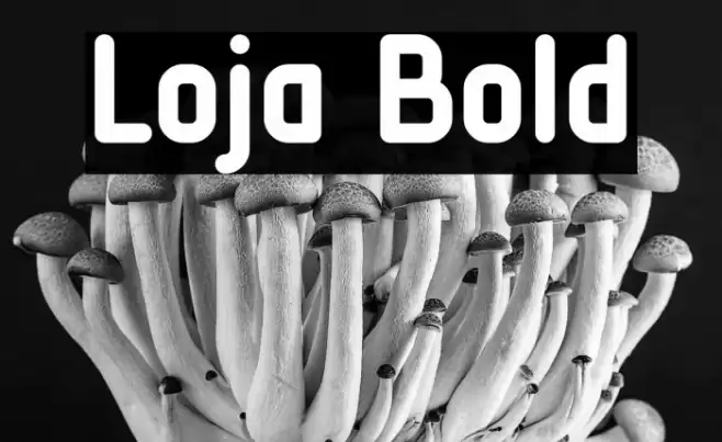 Loja Bold Font examples