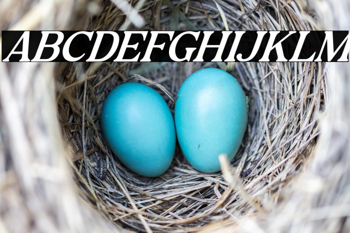 Lokey Italic Example 3