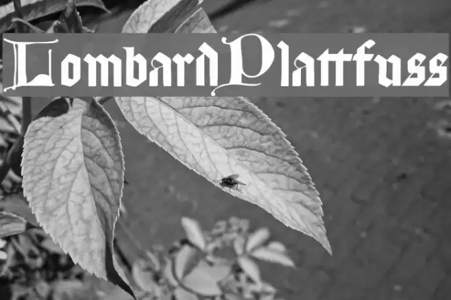 LombardPlattfuss Font examples