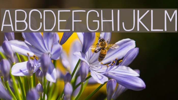 LondrinaThin-Regular Example 3