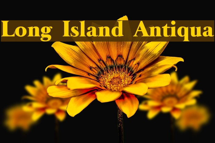 Long Island Antiqua Font examples