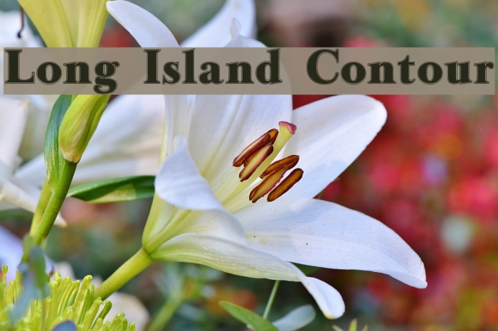 Long Island Contour Font examples