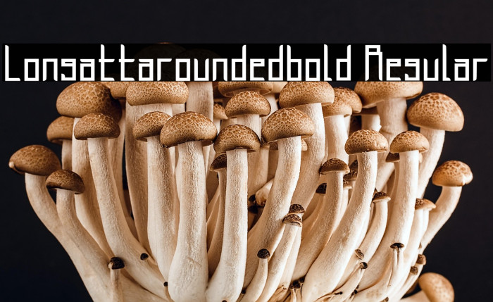 Longatta_rounded_bold Regular Example 2