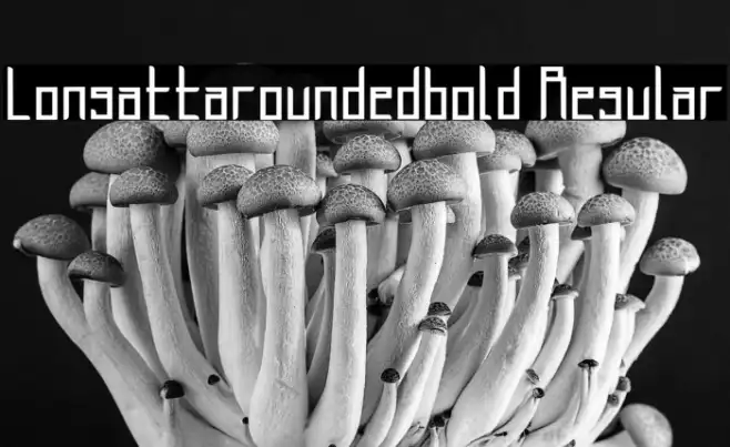 Longatta_rounded_bold Regular Example 2