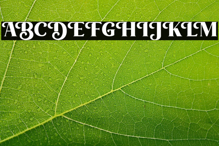 LonglineQuartFREE Example 1