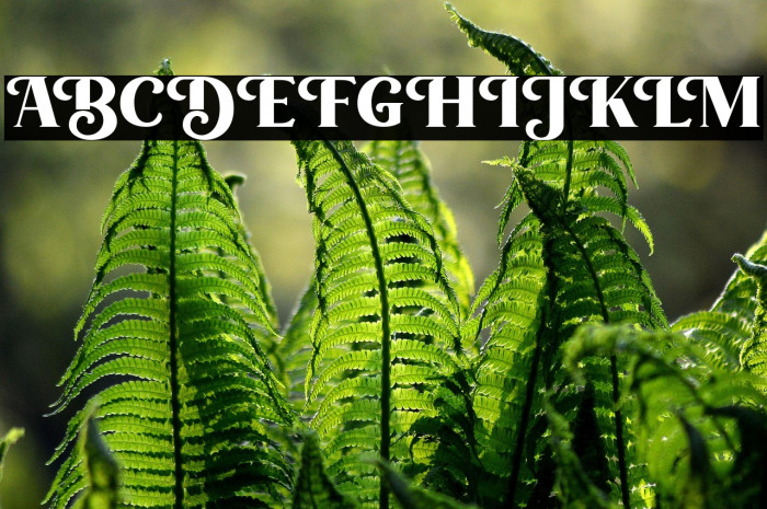 LonglineQuartFREE Example 3