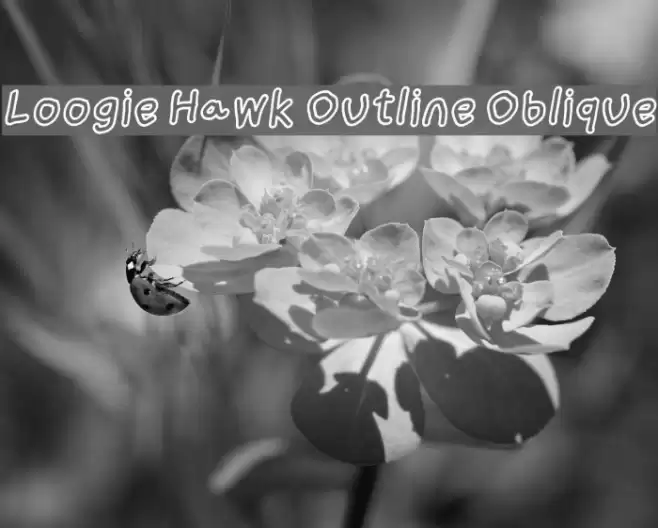 Loogie Hawk Outline Oblique Font examples