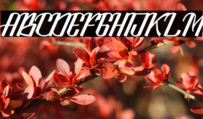 LookStandard Example 1