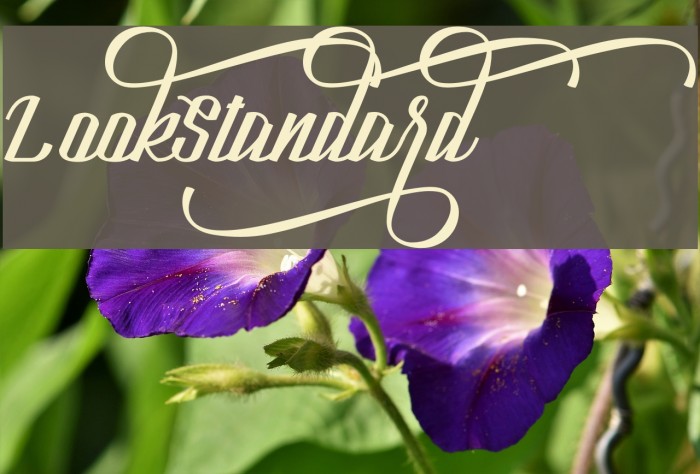 LookStandard Polices examples