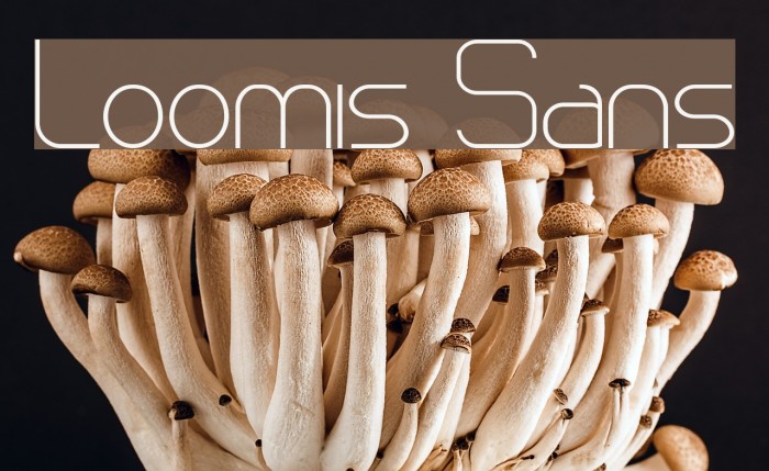 Loomis Sans Example 2