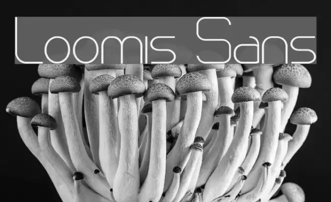 Loomis Sans Font examples