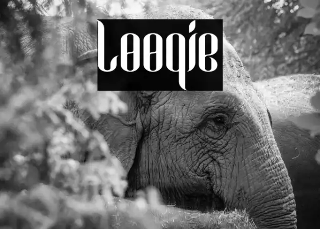 Looqie Example 3