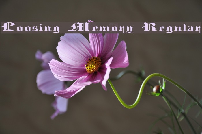 Loosing Memory Regular Font examples