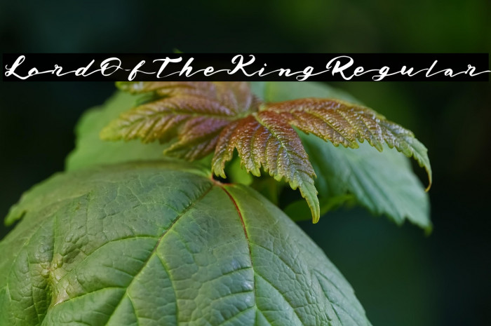 LordOfTheKingRegular Example 1