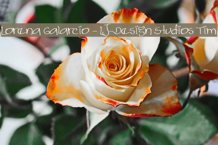 Lorena Galarcio - LJ-Design Studios Tim Example 1