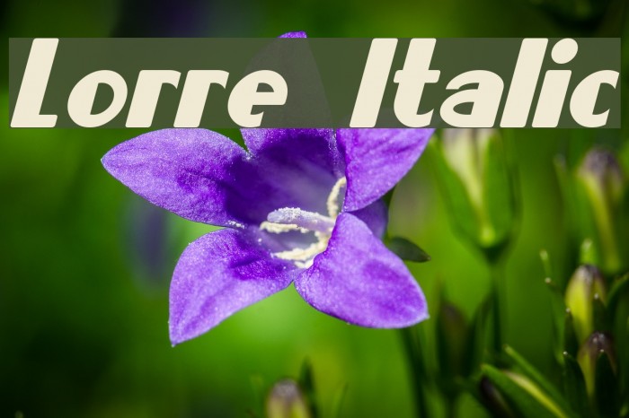 Lorre Italic Font examples