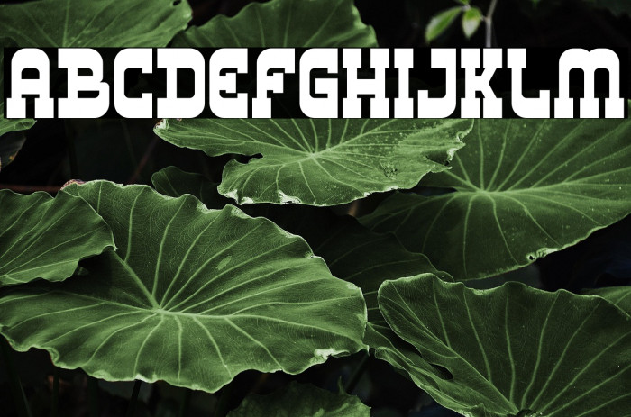 Los Banditos Serif Example 1