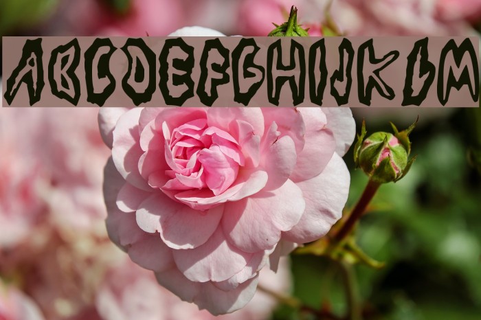 Los Piojos Font examples