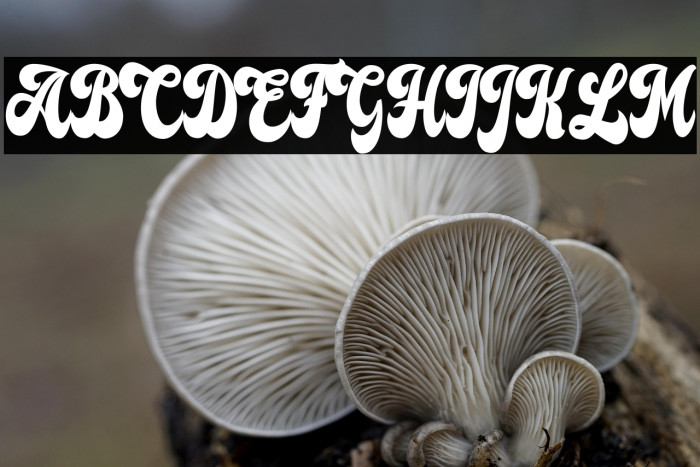 Lost Sunset Personal Use Regular Example 3