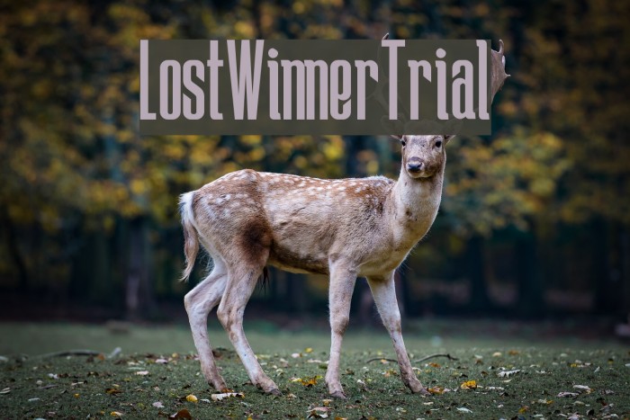 LostWinner-Trial Font examples