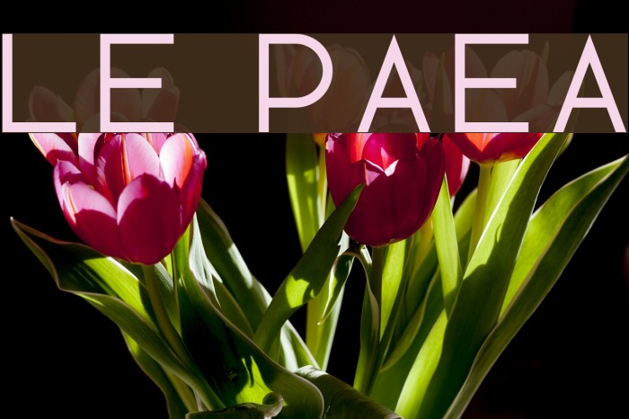 Lotte Paperfang Font examples