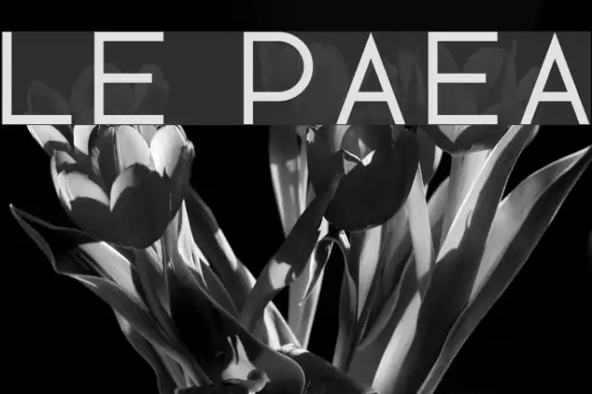 Lotte Paperfang Example 2