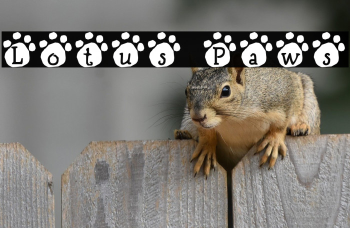 Lotus Paws Example 1