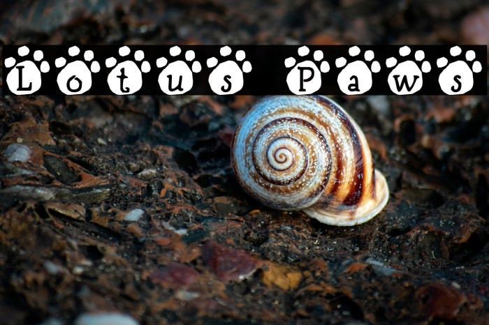 Lotus Paws Example 3