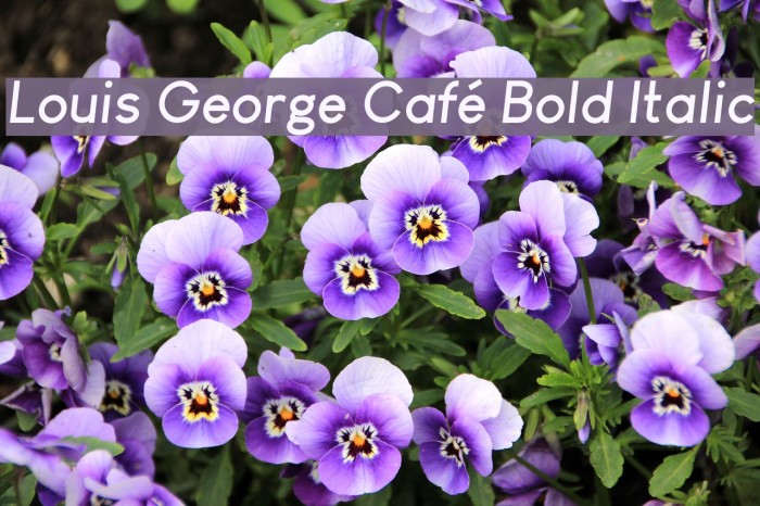 Louis George Café Bold Italic Font examples