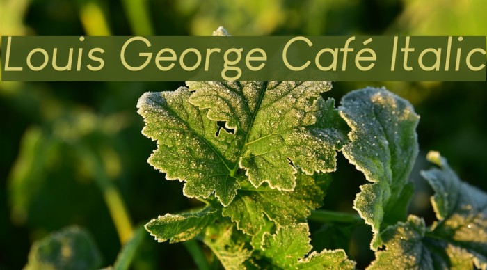 Louis George Café Italic Font examples