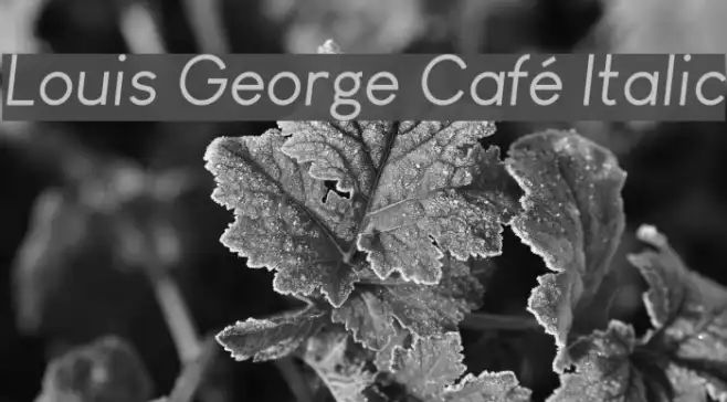 Louis George Café Italic Example 1