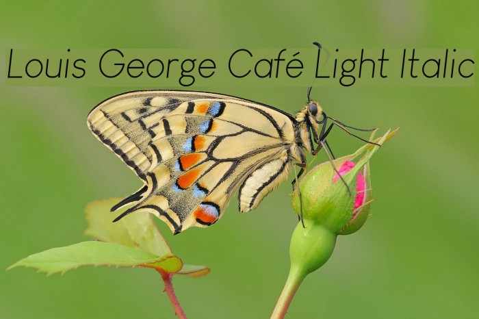 Louis George Café Light Italic Font examples