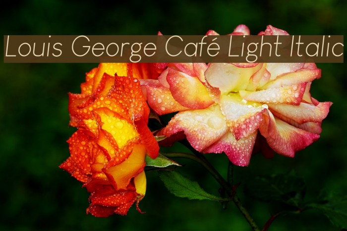 Louis George Café Light Italic Font examples