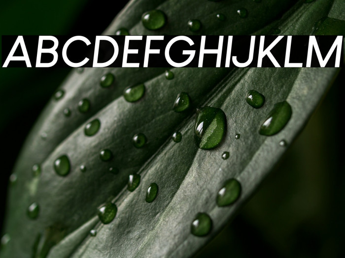 Louis George Cafe Bold Italic Example 3