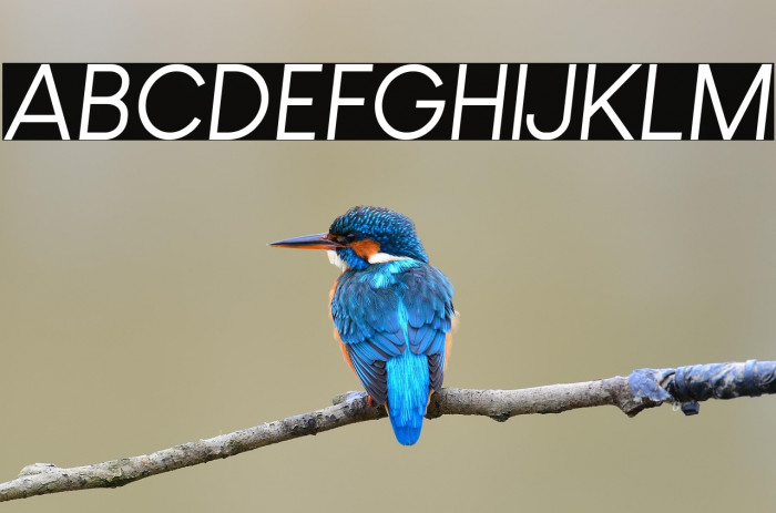 Louis George Cafe Italic Example 3