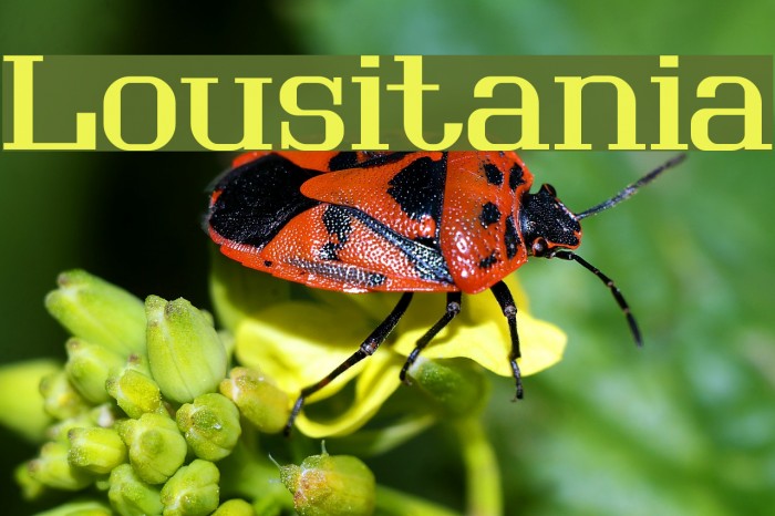 Lousitania Font examples