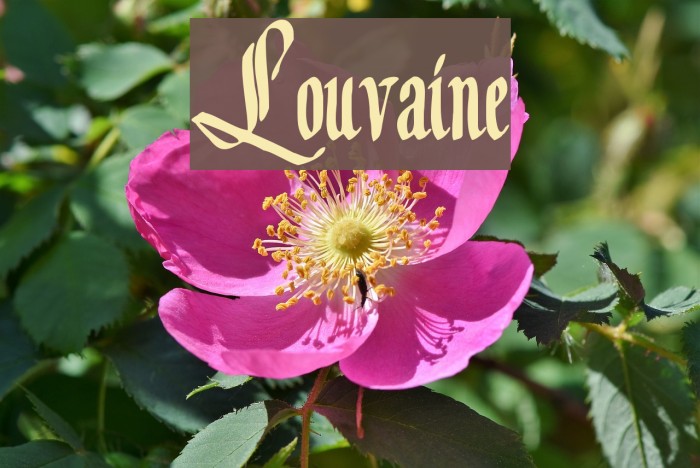 Louvaine Font examples