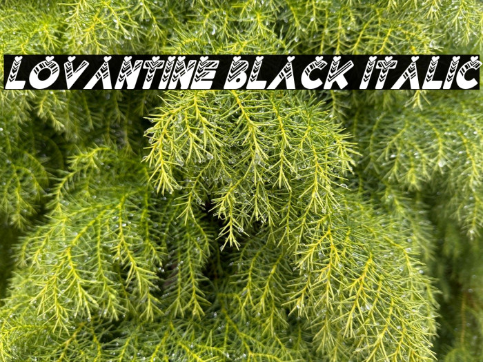 Lovantine Black italic Example 1