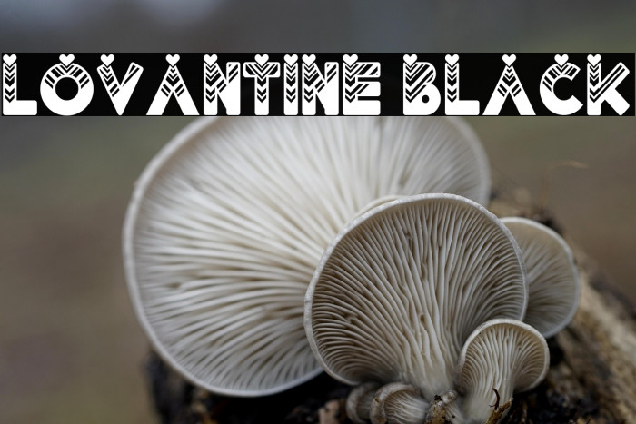 Lovantine Black Example 2