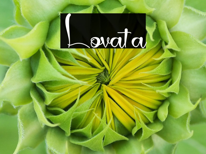 Lovata Example 3