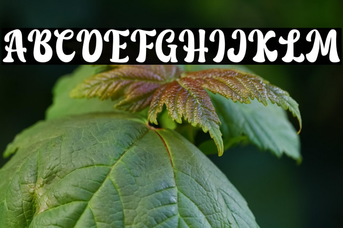 Love Bohemian - Personal Use Example 1