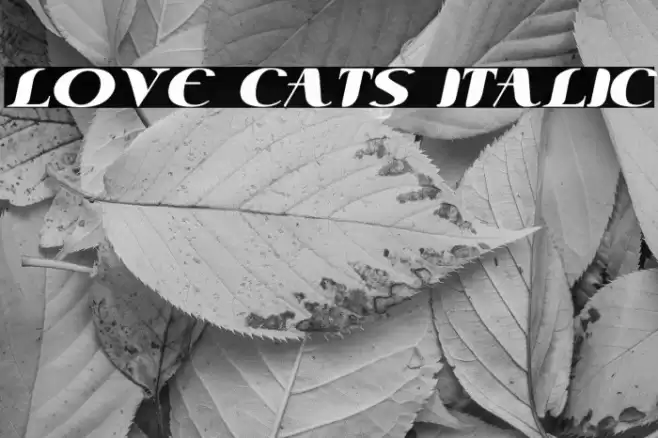 Love Cats Italic Font examples