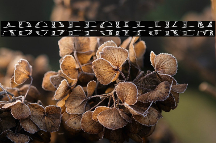 Love Flow Шрифта examples