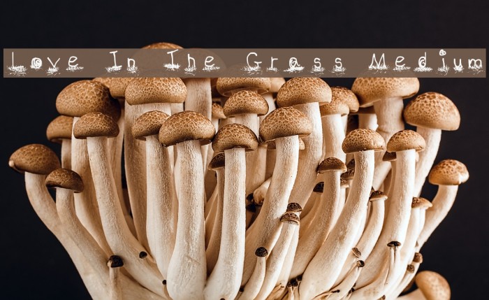 Love In The Grass Medium Font examples