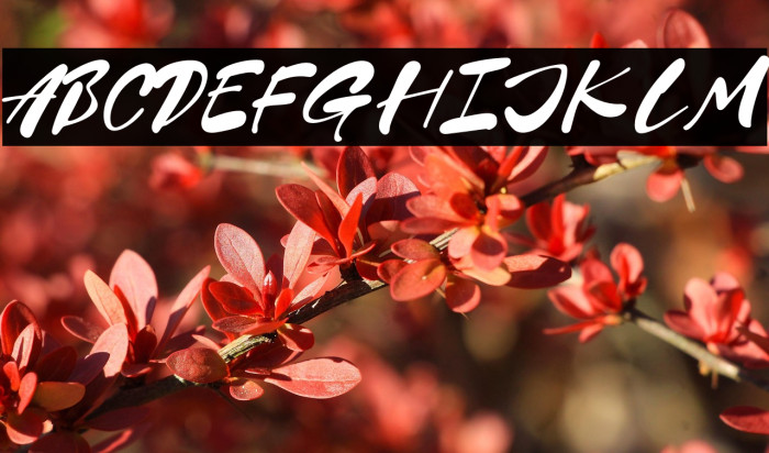 Love Is Amour Fonte examples