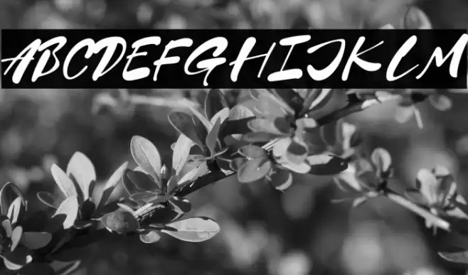 Love Is Amour Font examples