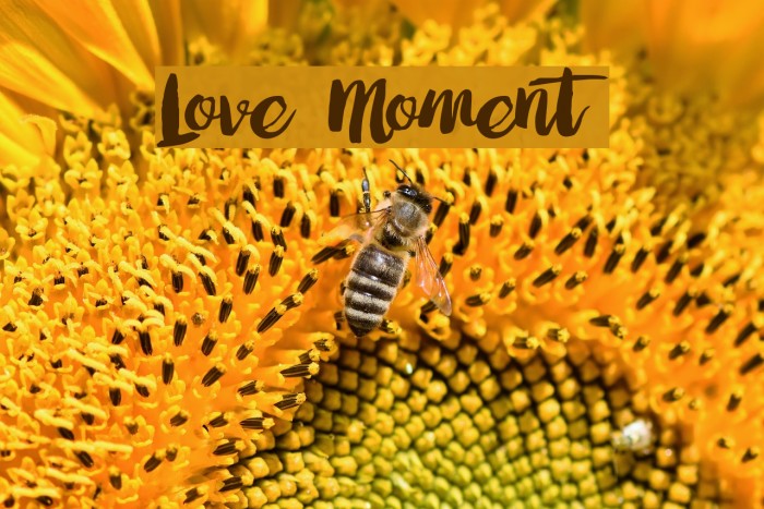 Love Moment Font examples